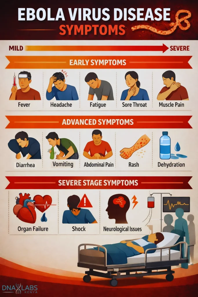 “Infographic titled ‘Ebola Virus Disease Symptoms’ showing progression from mild to severe stages. Early symptoms include fever, headache, fatigue, sore throat, and muscle pain. Advanced symptoms include vomiting, diarrhea, abdominal pain, rash, and dehydration. Severe stage shows organ failure, shock, and neurological issues in a hospital setting. Design uses orange‑to‑red color gradient, medical icons, and clear labels for educational public health awareness.”
